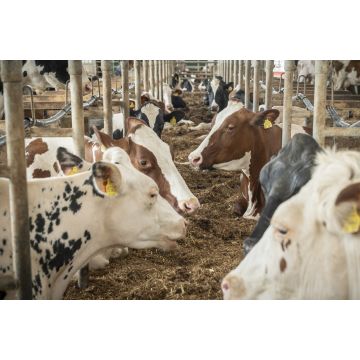 Dairy Event 2026 - 19.11.2026 in Bitburg (Rheinland-Pfalz)