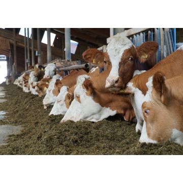 Dairy Event 2025 - 19.11.2025 in Landsberg am Lech