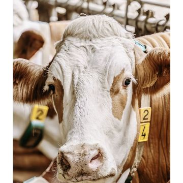 Milchviehtagung 2026 in Ried